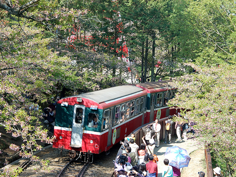 阿里山健行2日遊